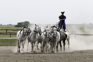 九游体育网页版-全国青少年马术比赛引领未来骑士潮流，全国青少年马术比赛 冠军